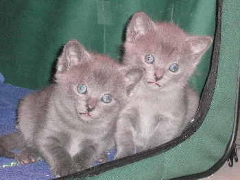 Elevage Des Bleus De Jade Eleveur De Chats Chartreux Ile De France