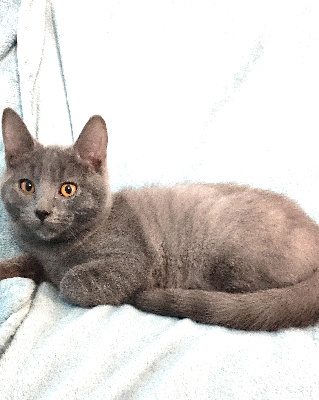 du royaume de morgane - Chaton disponible  - Chartreux