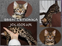 JOLICOEUR DE L EDEN LETIONKA