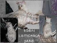 JADE DE L EDEN LETIONKA