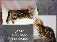 JADIS DE L EDEN LETIONKA