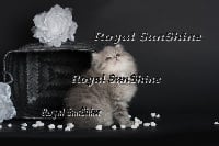 Iouchka Du Royal Sunshine