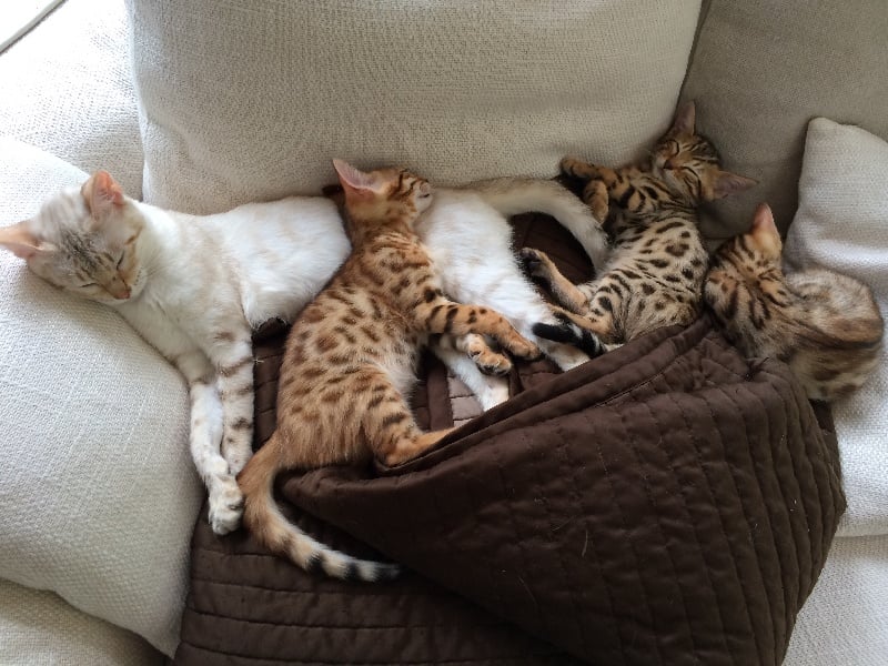 chaton Bengal Lanours