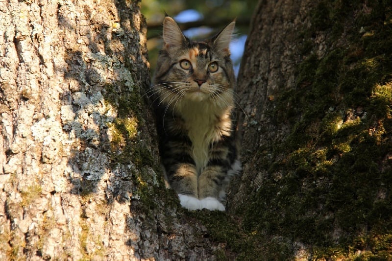 Gaufrette  Des Monster Patoune