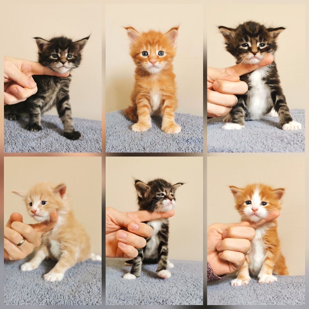 De Tilmin'far - 6 magnifiques chatons sont nés les 1er avril 2021!