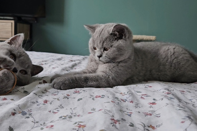 Nomalys Dreams - Chaton disponible  - British Shorthair et Longhair