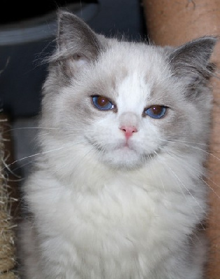 du RoyaumedAngéliq - Chaton disponible  - Ragdoll