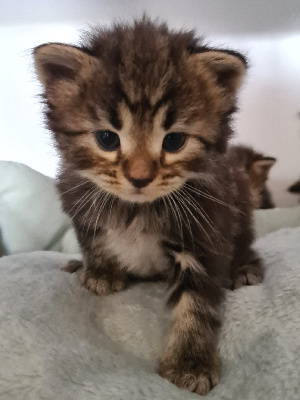 De La Griffe Siberian - Chaton disponible  - Sibérien