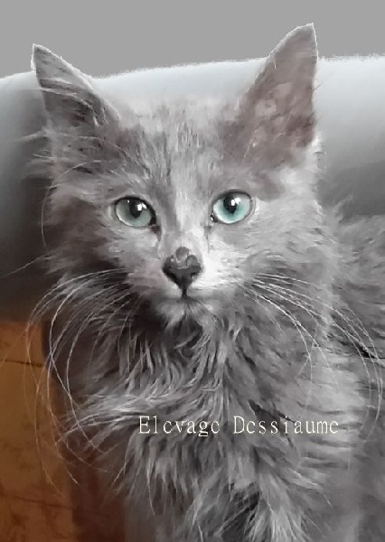 A L Elevage Dessiaume Eleveur De Chats Nebelung