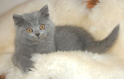 de Life Cats - Chaton disponible  - British Shorthair et Longhair