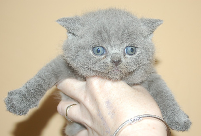 ZEPHYR - British Shorthair et Longhair