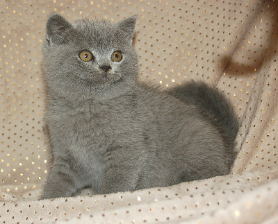 de Life Cats - Chaton disponible  - British Shorthair et Longhair