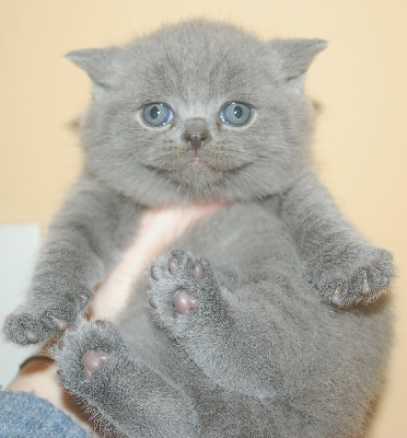 ZEPHYR - British Shorthair et Longhair