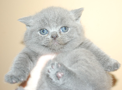 ZEPHYR - British Shorthair et Longhair