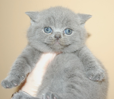 ZEPHYR - British Shorthair et Longhair