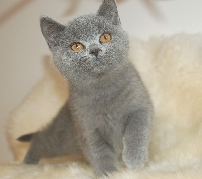 de Life Cats - Chaton disponible  - British Shorthair et Longhair