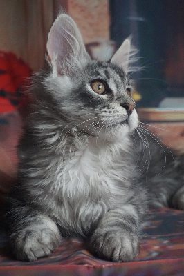 Des Chats de Kerma - Chaton disponible  - Maine Coon