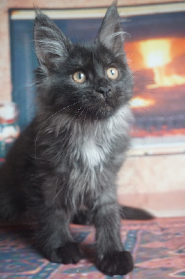 Des Chats de Kerma - Chaton disponible  - Maine Coon