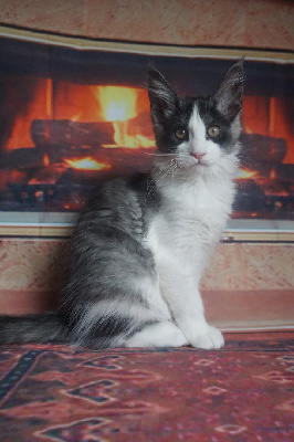 Des Chats de Kerma - Chaton disponible  - Maine Coon