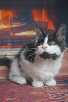 Femelle white and black VIVALDI - Maine Coon