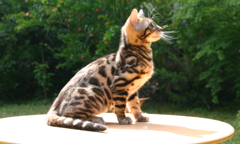 Chaton Bengal Mâle Disponible En Nouvelle Aquitaine 33