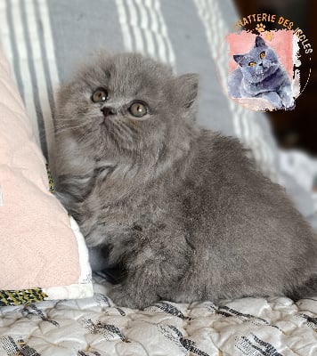 You-i des Iscles  - British Shorthair et Longhair