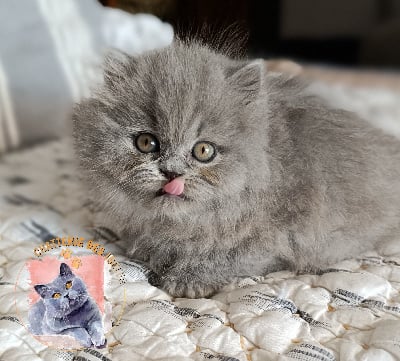 You-i des Iscles  - British Shorthair et Longhair