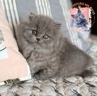 You-i des Iscles  - British Shorthair et Longhair