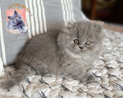 You-i des Iscles  - British Shorthair et Longhair