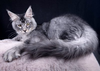 Just A Dream's - Chaton disponible  - Maine Coon