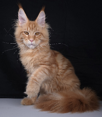 Just A Dream's - Chaton disponible  - Maine Coon