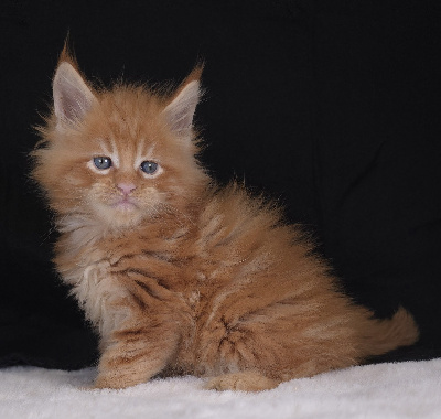 Just A Dream's - Chaton disponible  - Maine Coon