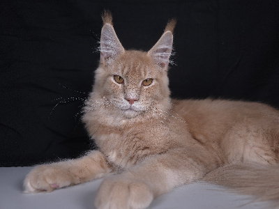 Just A Dream's - Chaton disponible  - Maine Coon