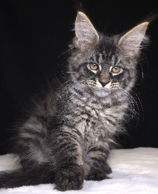 Just A Dream's - Chaton disponible  - Maine Coon