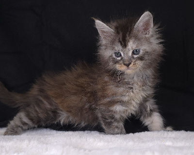 Just A Dream's - Chaton disponible  - Maine Coon