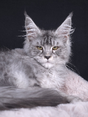 Just A Dream's - Chaton disponible  - Maine Coon