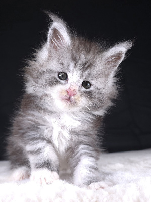 Just A Dream's - Chaton disponible  - Maine Coon