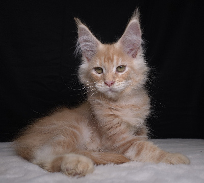 Just A Dream's - Chaton disponible  - Maine Coon