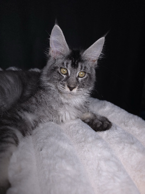 Just A Dream's - Chaton disponible  - Maine Coon