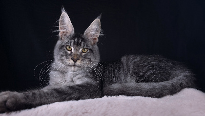 Just A Dream's - Chaton disponible  - Maine Coon