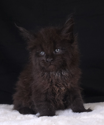 Just A Dream's - Chaton disponible  - Maine Coon