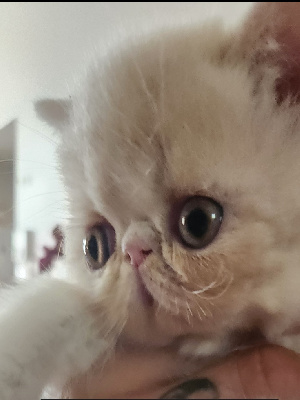 VOLTAIRE DE L ANGE DE CARY - Exotic Shorthair