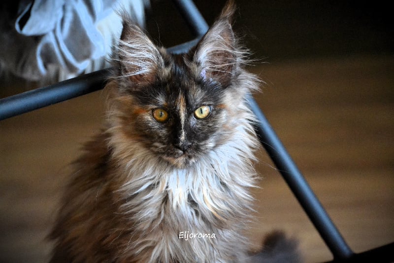 chaton Maine Coon D'Eljoroma