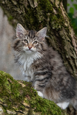 De L'Eternitephemere - Chaton disponible  - Norvégien