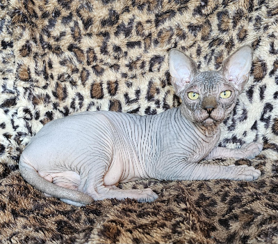 Doggen Cat's - Chaton disponible  - Sphynx