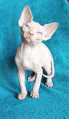 Doggen Cat's - Chaton disponible  - Sphynx