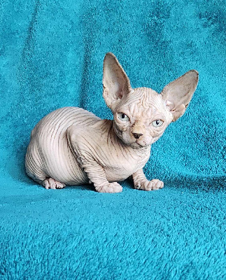 Doggen Cat's - Chaton disponible  - Sphynx