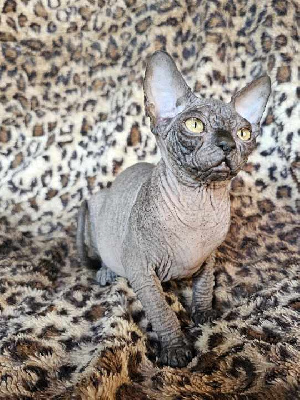 Doggen Cat's - Chaton disponible  - Sphynx