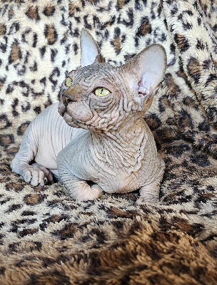 Doggen Cat's - Chaton disponible  - Sphynx