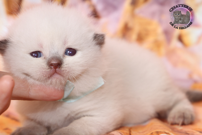 M.chocolat point yeux bleus collier ciel